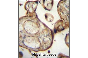 SG Antibody (N-term) (ABIN657152 and ABIN2846285) immunohistochemistry analysis in formalin fixed and paraffin embedded human placenta tissue followed by peroxidase conjugation of the secondary antibody and DAB staining.