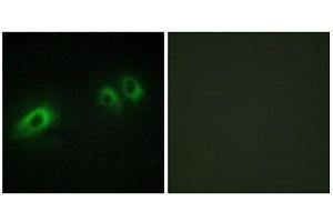 Immunofluorescence (IF) image for anti-Laminin, beta 1 (LAMB1) (C-Term) antibody (ABIN1850452) (Laminin beta 1 Antikörper  (C-Term))