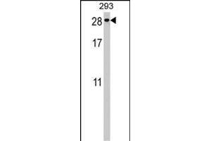 PTTG2 Antibody (Center) (ABIN1538490 and ABIN2848579) western blot analysis in 293 cell line lysates (35 μg/lane). (PTTG2 Antikörper  (AA 56-84))