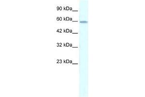 ZNF543 antibody used at 0. (ZNF543 Antikörper  (Middle Region))