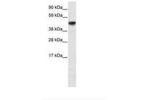 Image no. 2 for anti-Growth Arrest-Specific 7 (GAS7) (AA 118-167) antibody (ABIN203173) (GAS7 Antikörper  (AA 118-167))