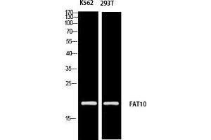 Western Blot (WB) analysis of K562 293T using FAT10 antibody. (UBD Antikörper)