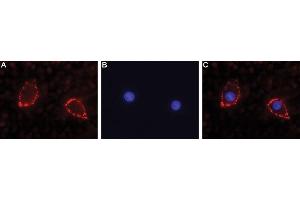 Immunocytochemistry (ICC) image for anti-Neuroligin 2 (NLGN2) (AA 657-670), (Extracellular) antibody (ABIN7043362)