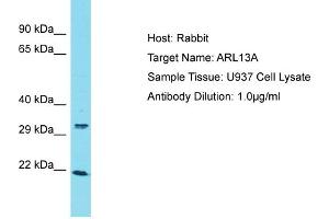 Host: Rabbit Target Name: ARL13A Sample Type: U937 Whole Cell lysates Antibody Dilution: 1. (ARL13A Antikörper  (C-Term))