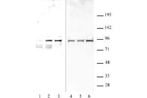 STAT1 phospho Ser727 pAb tested by Western blot. (STAT1 Antikörper  (pSer727))
