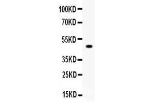 Western blot analysis of CPB2 expression in mouse liver extract ( Lane 1). (CPB2 Antikörper  (AA 165-387))