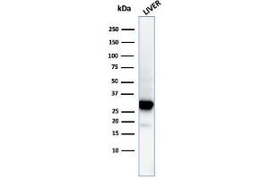 Western Blot Analysis of human liver tissue lysate using Prohibitin Mouse Monoclonal Antibody (PHB/3194). (Prohibitin Antikörper  (AA 167-261))