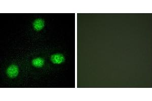 Peptide - +Western blot analysis of extracts from 293 cells, using CLK1 antibody. (CLK1 Antikörper)