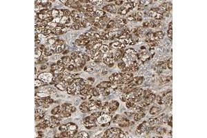 Immunohistochemical staining of human adrenal gland with PCDHB4 polyclonal antibody  shows strong cytoplasmic positivity in cortical cells. (PCDHb4 Antikörper)