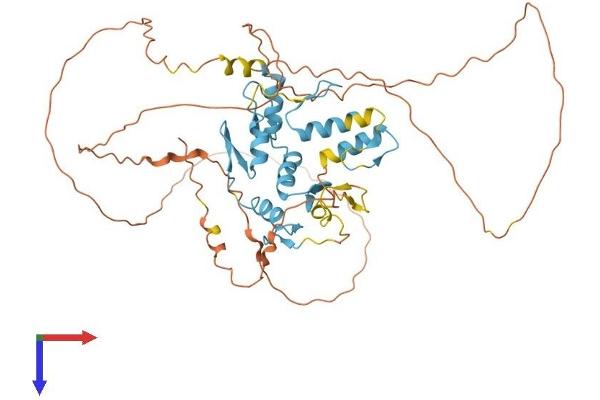 PLAGL2 Protein (AA 1-496) (His tag)