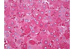 Immunohistochemical staining (Formalin-fixed paraffin-embedded sections) of human liver with FTH1 monoclonal antibody, clone 3F8  at 1:200 dilution. (FTH1 Antikörper)
