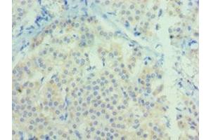 Immunohistochemistry of paraffin-embedded human adrenal gland tissue using ABIN7161467 at dilution of 1:100 (Neurotrophin 3 Antikörper  (AA 19-257))