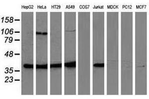 Image no. 2 for anti-Mitogen-Activated Protein Kinase 12 (MAPK12) antibody (ABIN1499302) (MAPK12 Antikörper)