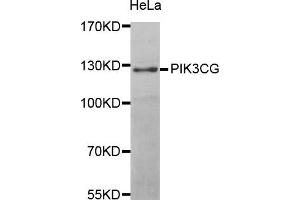 Western blot analysis of extracts of HeLa cell line, using PIK3CG antibody.