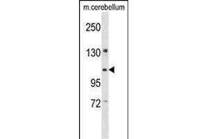 KIF5B Antibody (C-term) (ABIN1537634 and ABIN2848570) western blot analysis in mouse cerebellum tissue lysates (35 μg/lane). (KIF5B Antikörper  (C-Term))