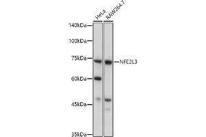 Western blot analysis of extracts of various cell lines, using NFE2L3 antibody (ABIN7268971) at 1:1000 dilution. (NFE2L3 Antikörper  (AA 300-550))