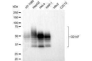 Western blotting analysis using CD147 antibody (ABIN7797735). (CD147 Antikörper)