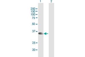 Western Blot analysis of STX16 expression in transfected 293T cell line by STX16 MaxPab polyclonal antibody. (Syntaxin 16 Antikörper  (AA 1-304))