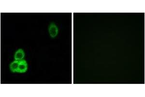 Immunofluorescence (IF) image for anti-Cadherin EGF LAG Seven Pass G-Type Receptor 1 (CELSR1) (AA 921-970) antibody (ABIN2889906) (CELSR1 Antikörper  (AA 921-970))