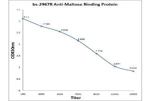Antigen: 0. (Maltose Binding Protein Antikörper  (AA 43-57))