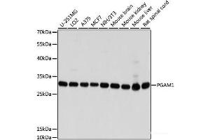 Western blot analysis of extracts of various cell lines using PGAM1 Polyclonal Antibody at dilution of 1:1000. (PGAM1 Antikörper)