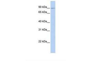 Image no. 1 for anti-Xylosyltransferase II (XYLT2) (AA 722-771) antibody (ABIN6749744) (XYLT2 Antikörper  (AA 722-771))