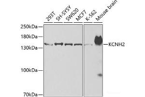Western blot analysis of extracts of various cell lines using KCNH2 Polyclonal Antibody at dilution of 1:500. (KCNH2 Antikörper)