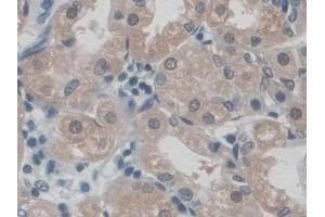 Immunohistochemistry (IHC) image for anti-CD300c (CD300C) (AA 21-183) antibody (ABIN7444304)