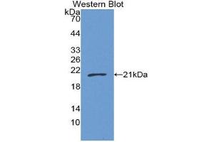 Western Blotting (WB) image for anti-Ubiquitin D (UBD) (AA 1-155) antibody (ABIN1860893) (UBD Antikörper  (AA 1-155))