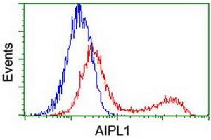 HEK293T cells transfected with either RC204079 overexpress plasmid (Red) or empty vector control plasmid (Blue) were immunostained by anti-AIPL1 antibody (ABIN2455043), and then analyzed by flow cytometry. (AIPL1 Antikörper)