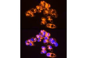 Immunofluorescence analysis of HepG2 cells using [KO Validated]  Rabbit mAb (ABIN7265466) at dilution of 1:25 (40x lens). (Adenylate Kinase 2 Antikörper)