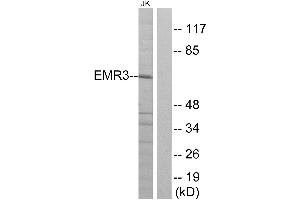Western blot analysis of extracts from Jurkat cells, using EMR3 antibody.