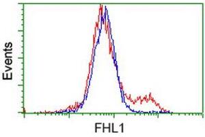 HEK293T cells transfected with either RC203478 overexpress plasmid (Red) or empty vector control plasmid (Blue) were immunostained by anti-FHL1 antibody (ABIN2453832), and then analyzed by flow cytometry. (FHL1 Antikörper)