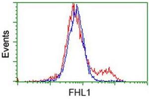 HEK293T cells transfected with either RC203478 overexpress plasmid (Red) or empty vector control plasmid (Blue) were immunostained by anti-FHL1 antibody (ABIN2453832), and then analyzed by flow cytometry. (FHL1 Antikörper)