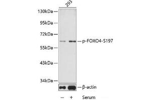 Western blot analysis of extracts from 293 cells using Phospho-FOXO4(S197) Polyclonal Antibody. (FOXO4 Antikörper  (pSer197))