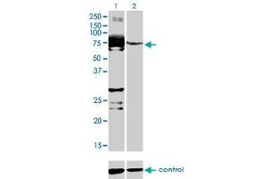 Western blot analysis of C9orf96 over-expressed 293 cell line, cotransfected with C9orf96 Validated Chimera RNAi (Lane 2) or non-transfected control (Lane 1).