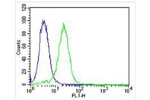 Overlay histogram showing Hela cells stained with (ABIN655904 and ABIN2845304) (green line). (WT1 Antikörper  (AA 346-375))