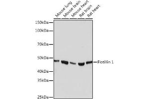 Western blot analysis of extracts of various cell lines, using Flotillin 1 Rabbit mAb (ABIN3017206, ABIN3017207, ABIN1680028 and ABIN1680029) at 1:1000 dilution. (Flotillin 1 Antikörper)