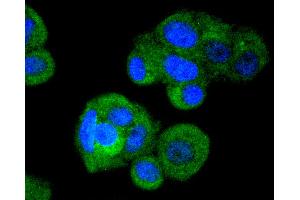 MCF-7 cells were stained with IRF3 (4C3) Monoclonal Antibody  at [1:200] incubated overnight at 4C, followed by secondary antibody incubation, DAPI staining of the nuclei and detection.