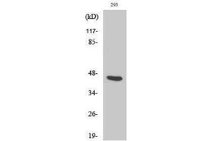 Western Blotting (WB) image for anti-Proteasome (Prosome, Macropain) 26S Subunit, Non-ATPase, 11 (PSMD11) (Internal Region) antibody (ABIN3180279) (PSMD11 Antikörper  (Internal Region))