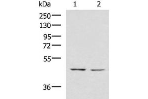 Western blot analysis of K562 and HT-29 cell lysates using LFNG Polyclonal Antibody at dilution of 1:900 (LFNG Antikörper)