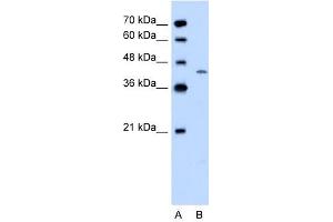 DHODH antibody used at 0. (DHODH Antikörper  (C-Term))