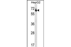 GUF1 Antibody (N-term) (ABIN656785 and ABIN2846003) western blot analysis in HepG2 cell line lysates (35 μg/lane). (GUF1 Antikörper  (N-Term))