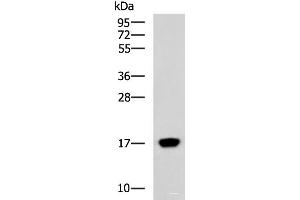 Western blot analysis of Human heart tissue lysate using C15orf40 Polyclonal Antibody at dilution of 1:400