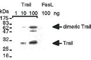 Detection of recombinant human TRAIL  but not of recombinant human FasL . (TRAIL Antikörper  (AA 95-281))