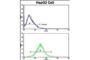 Flow cytometric analysis of HepG2 cells using GDH Antibody (C-term )(bottom histogram) compared to a negative control cell (top histogram). (GAPDH Antikörper  (C-Term))