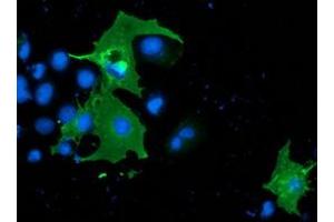 Immunofluorescence (IF) image for anti-SH2B Adaptor Protein 3 (SH2B3) antibody (ABIN1500908)