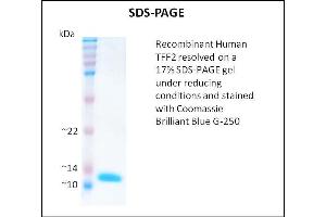 SDS-PAGE (SDS) image for Trefoil Factor 2 (TFF2) (Active) protein (ABIN5509513)