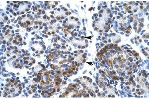 Human Pancreas; SUPT5H antibody - C-terminal region in Human Pancreas cells using Immunohistochemistry (SUPT5H Antikörper  (C-Term))
