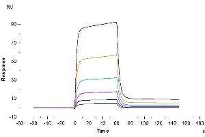 Human NKp30, hFc Tag captured on CM5 Chip via Protein A can bind Biotinylated Human B7-H6, His-Avi Tag with an affinity constant of 0. (B7-H6 Protein (AA 25-262) (His-Avi Tag,Biotin))